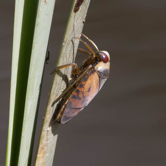Notonecta glauca (Common Backswimmer).jpg